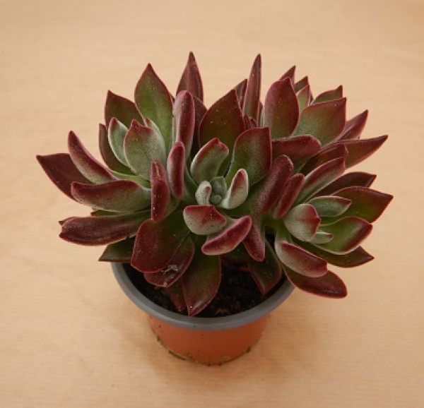 ECHEVERIA PULVINATA DEVOTION