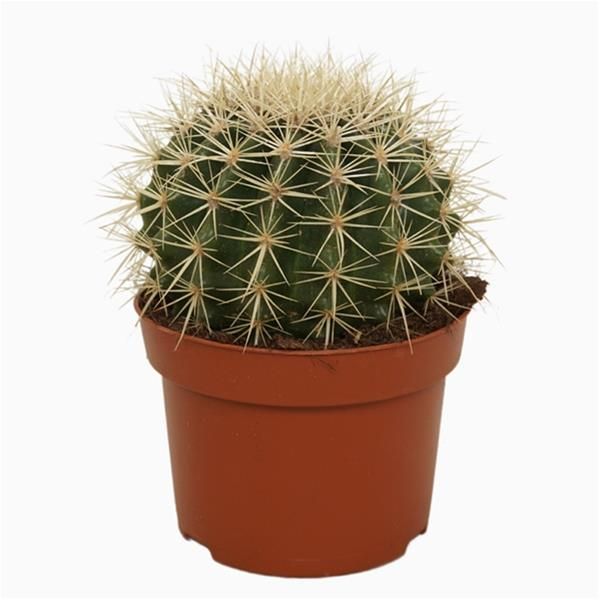 ECHINOCACTUS GRUSONII