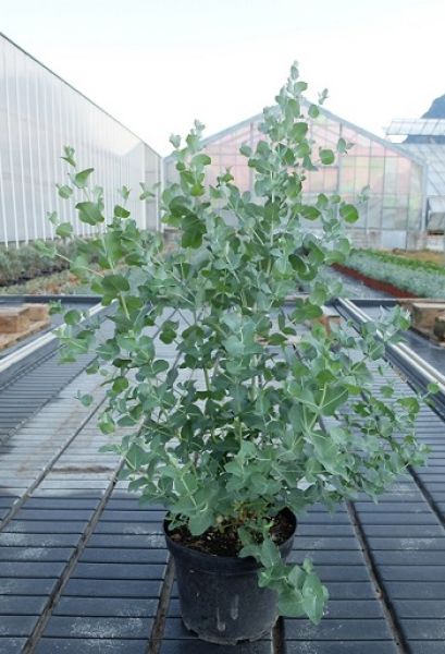 EUCALYPTUS CORDATA QUADRANCULOSA