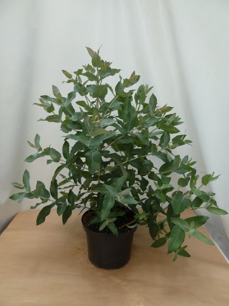 EUCALYPTUS GLOBULUS