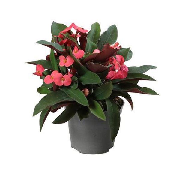 EUPHORBIA MILII