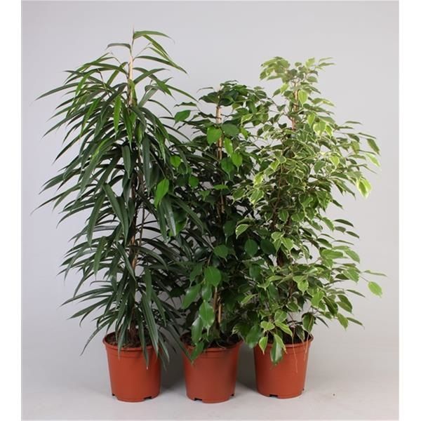 FICUS MIX