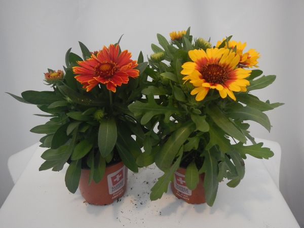 GAILLARDIA