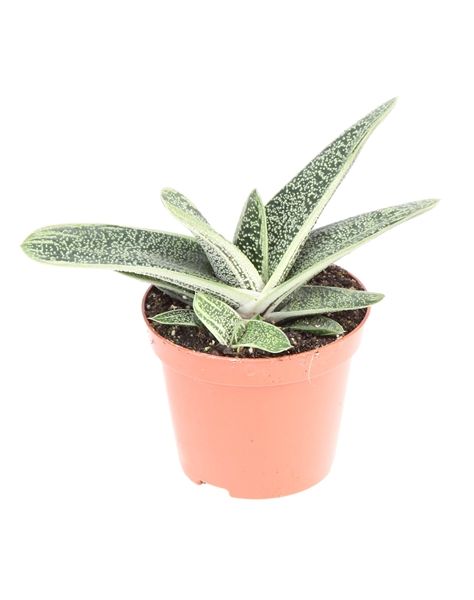 GASTERIA LITTLE WARTY