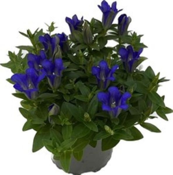 GENTIANE SCABRA