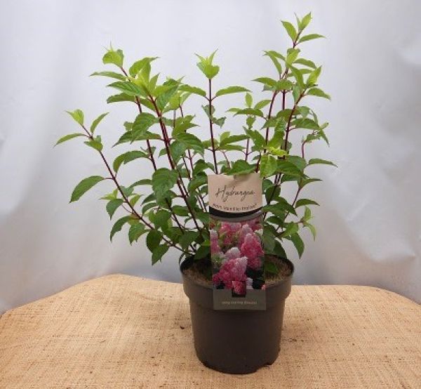 HYDRANGEA PANICULATA
