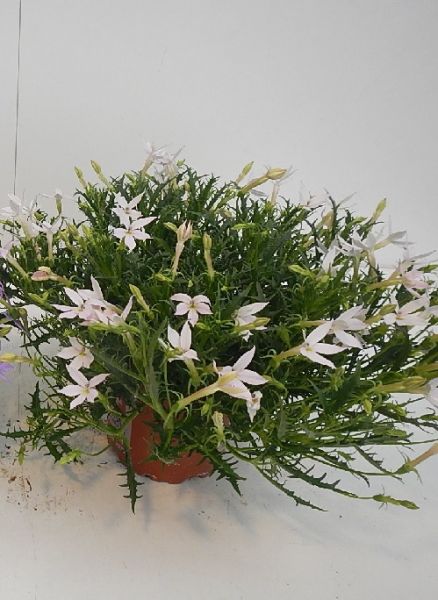 LAURENTIA AXILLARIS