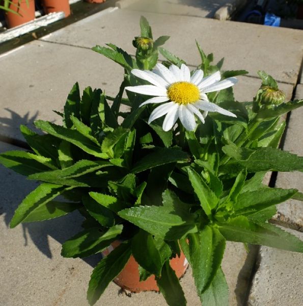 LEUCANTHENUM SNOWLADY