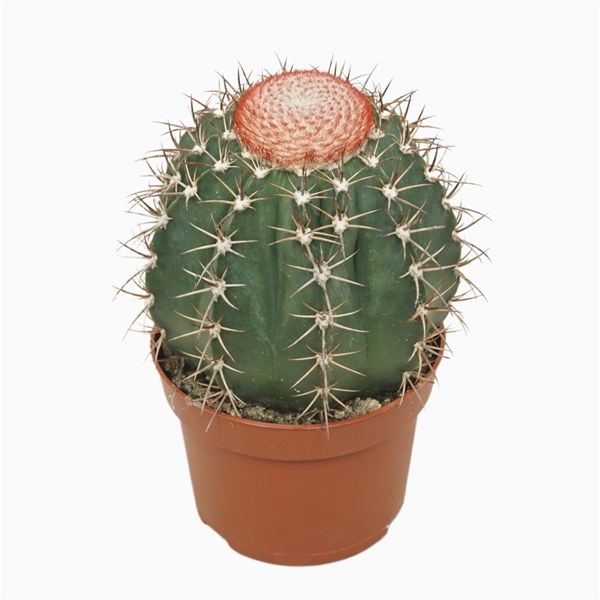 MELOCACTUS BRODWAYII