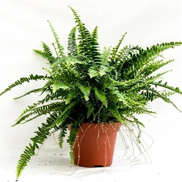 NEPHROLEPIS GREEN FANTASY