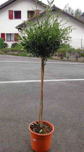 OLEA EUROPAEA TIGE