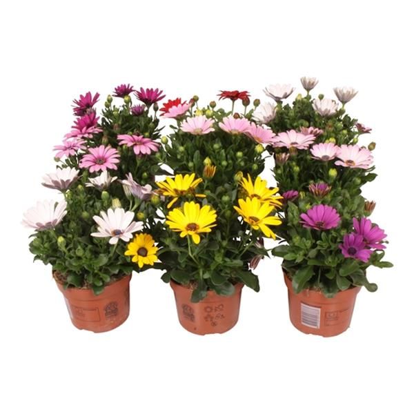OSTEOSPERMUM