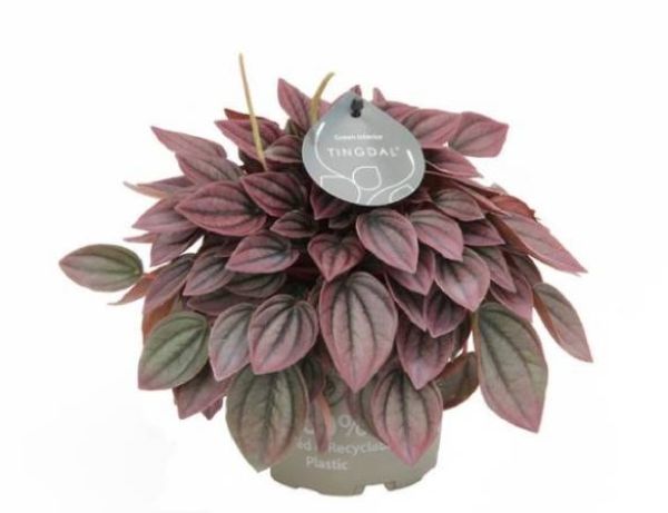 PEPEROMIA CAYENNE