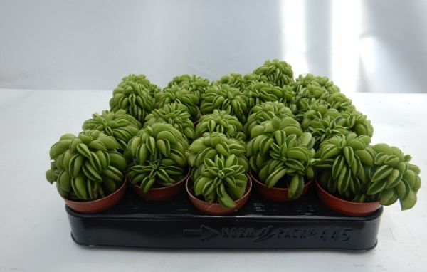 PEPEROMIA HAPPY BEAN