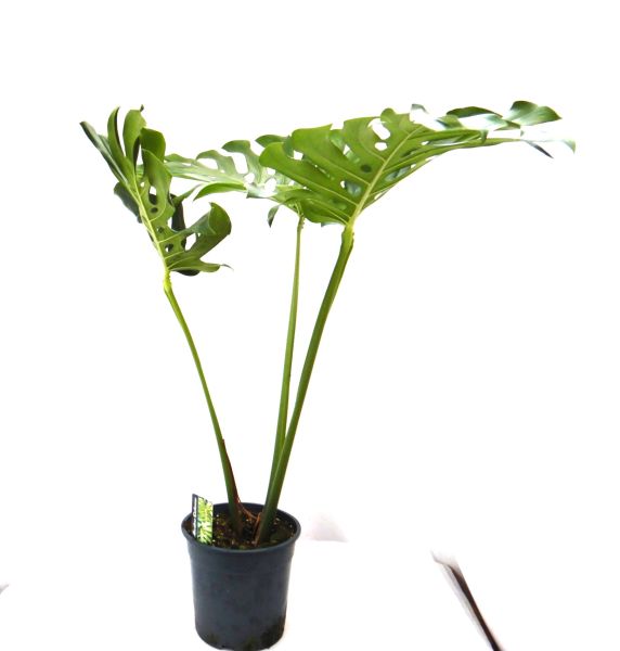 PHILODENDRON MONSTERA LEAF