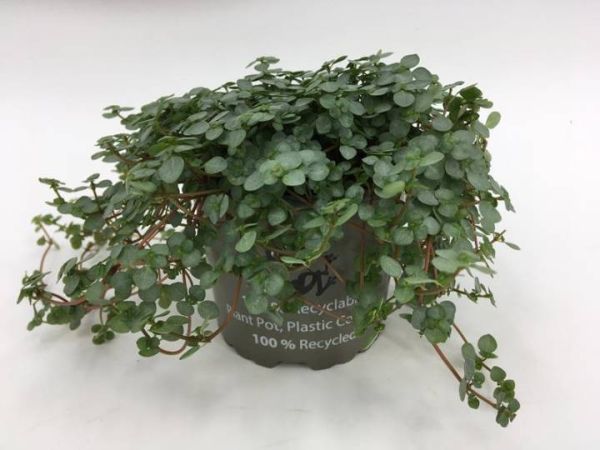 PILEA NUMMULARIFOLIA