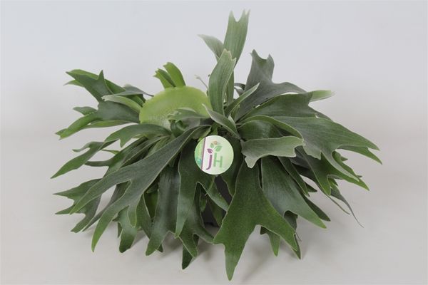 PLATYCERIUM BIFURCATUM