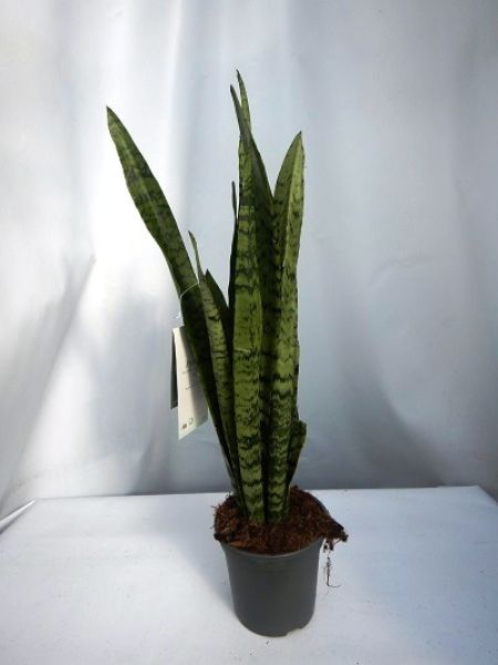 SANSEVERIA ZEYLANICA