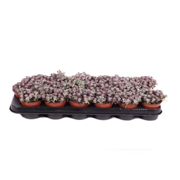 SEDUM PURPUREUM