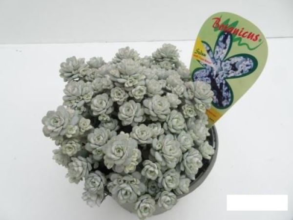 SEDUM SPATHULIFOLIUM