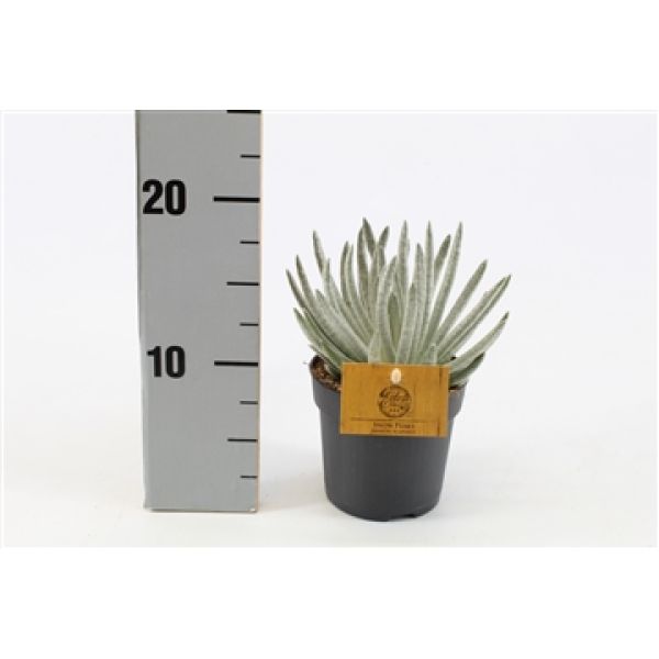 SENECIO SCAPOSUS