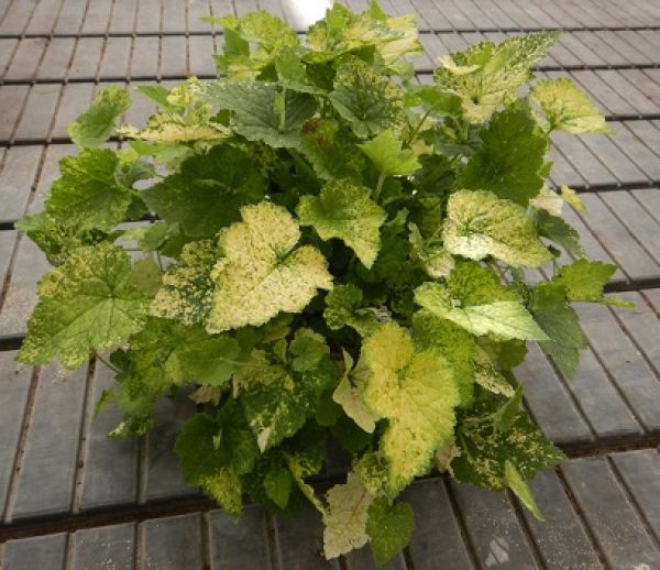 TOLMIEA MENZIESII