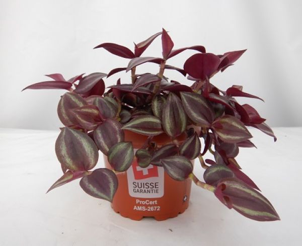 TRADESCANTIA PURPUREUM
