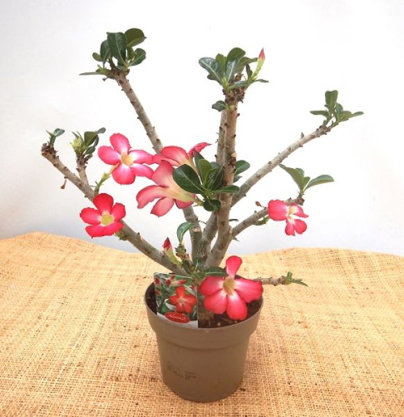ADENIUM OBESUM NANOUK