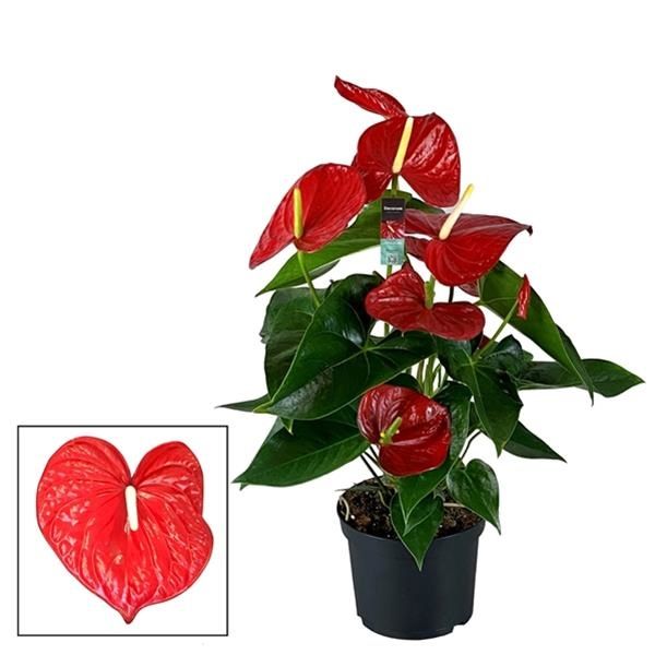 ANTHURIUM MINNESOTA