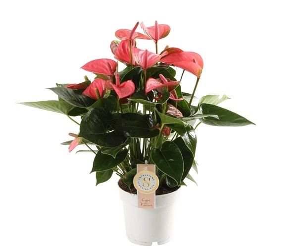 ANTHURIUM PINK CHAMPION