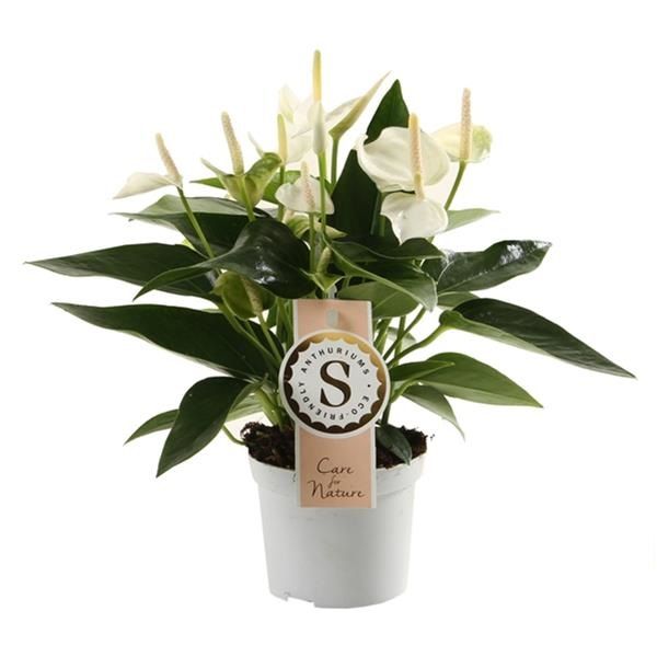 ANTHURIUM WHITE CHAMPION