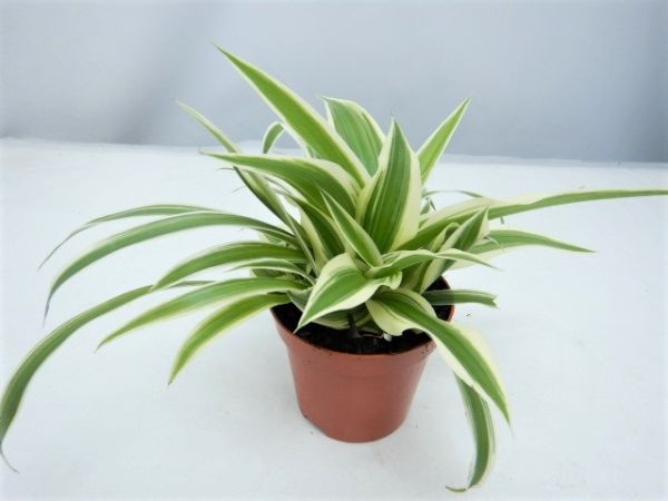CHLOROPHYTUM LAXUM