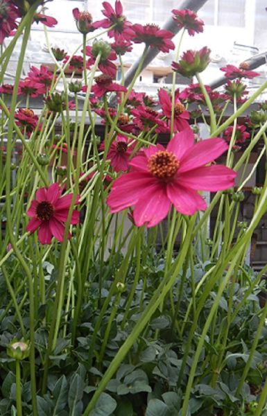 COSMOS ASTRO. CHERRY CHOCOLATE