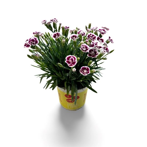 DIANTHUS LUCKY LIPS LENA