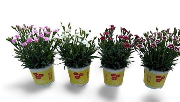 DIANTHUS LUCKY LIPS MIX