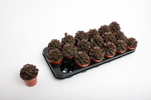 ECHEVERIA BLACK PRINCE