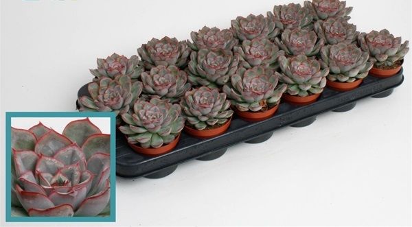 ECHEVERIA DEREMENSIS