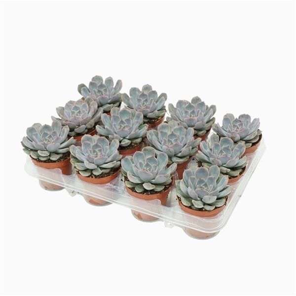 ECHEVERIA ORION