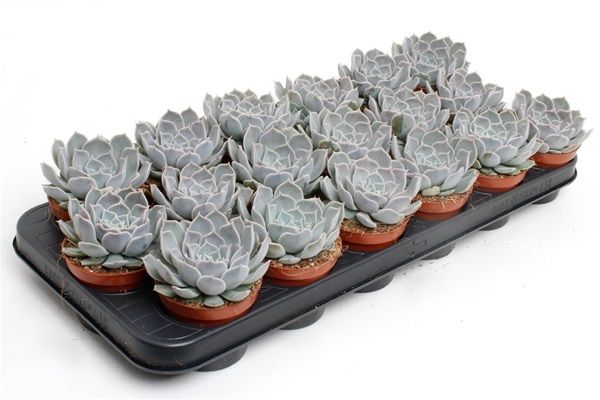 ECHEVERIA ROSEA