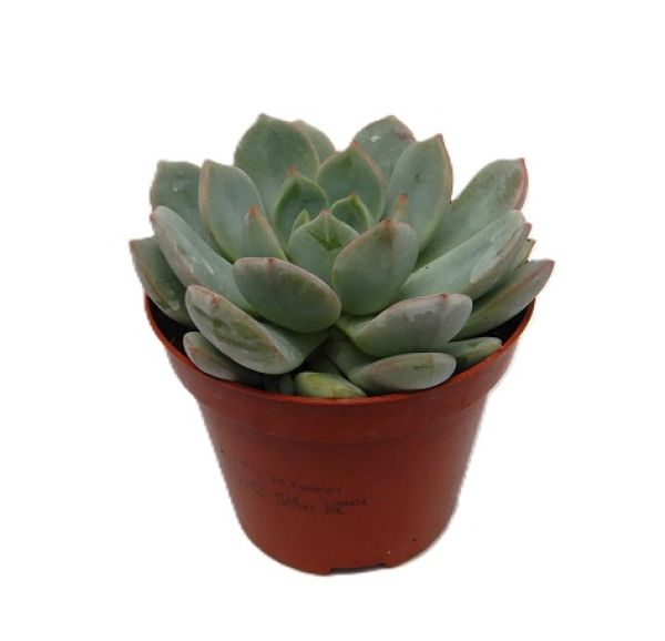 ECHEVERIA SECUNDA