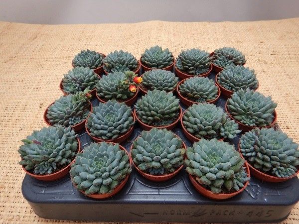 ECHEVERIA SECUNDA