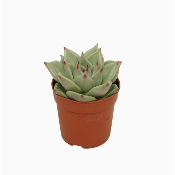 ECHEVERIA SIRIUS