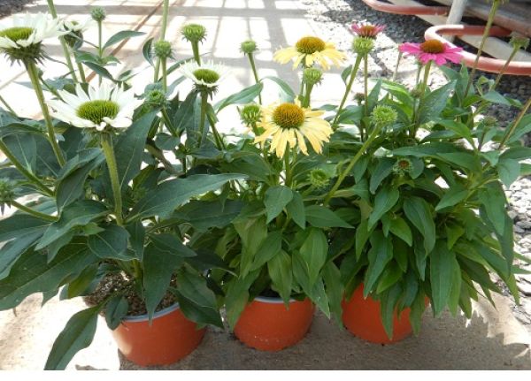 ECHINACEA