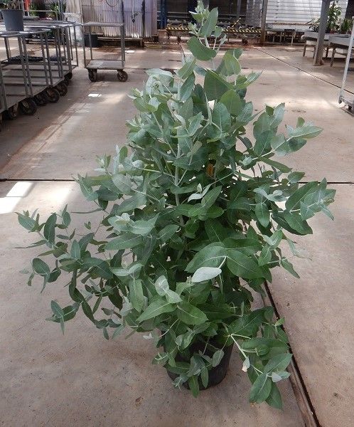 EUCALYPTUS GLOBULUS