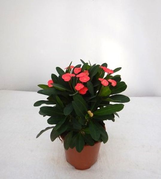 EUPHORBIA MILII