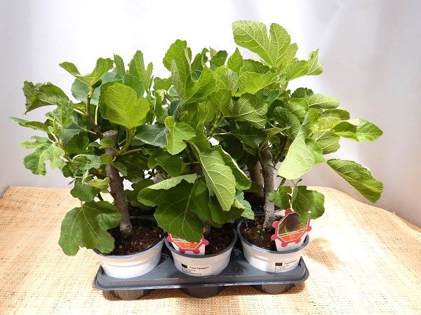 FICUS CARICA TOUFFE