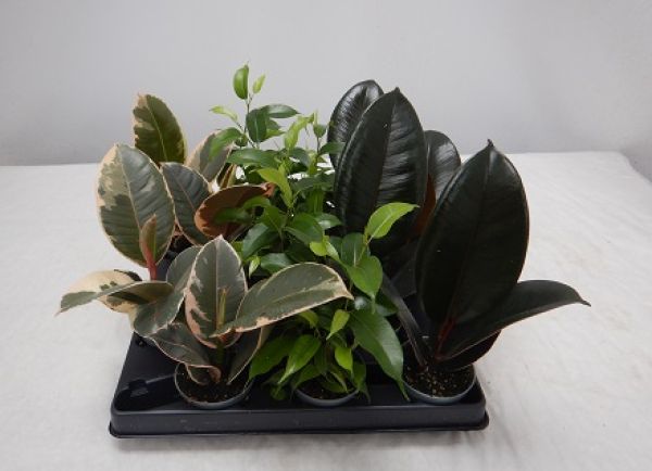 FICUS MIX