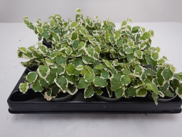 FICUS PUMILA BELLUS