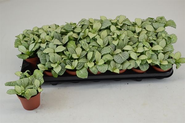 FITTONIA SNOW ANNE