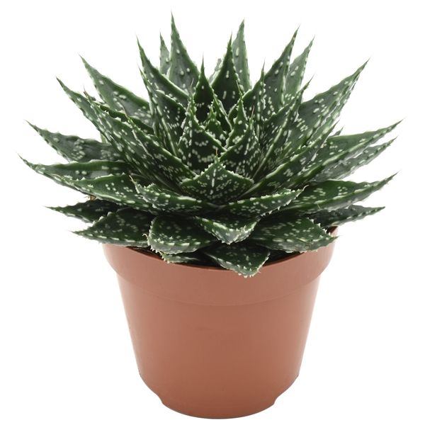 GASTERIA MUFASA